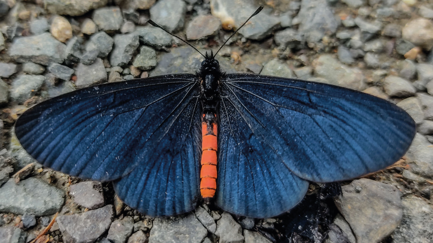 imagenCarruselPAnaca