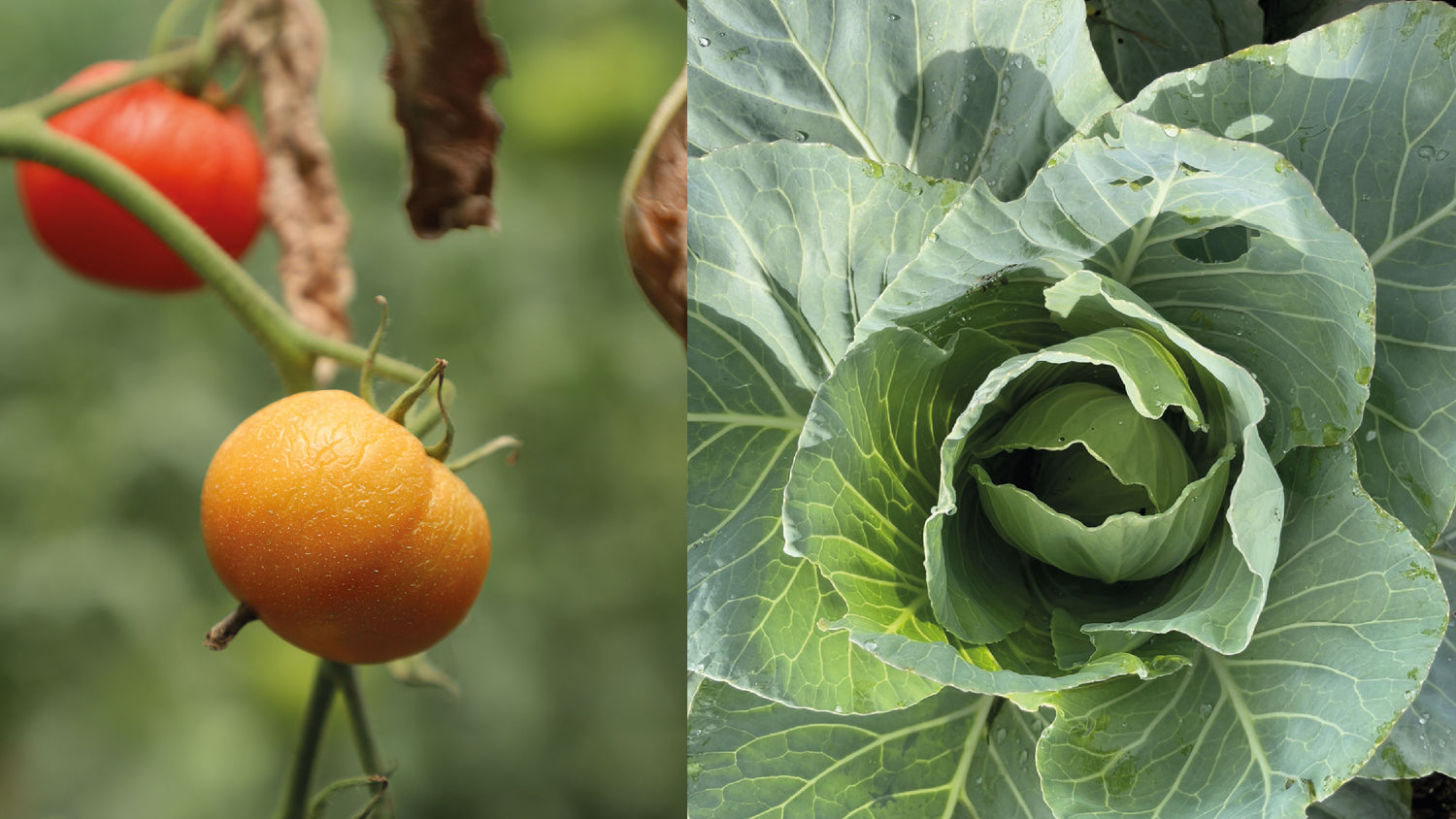 imagenCarruselPAnaca