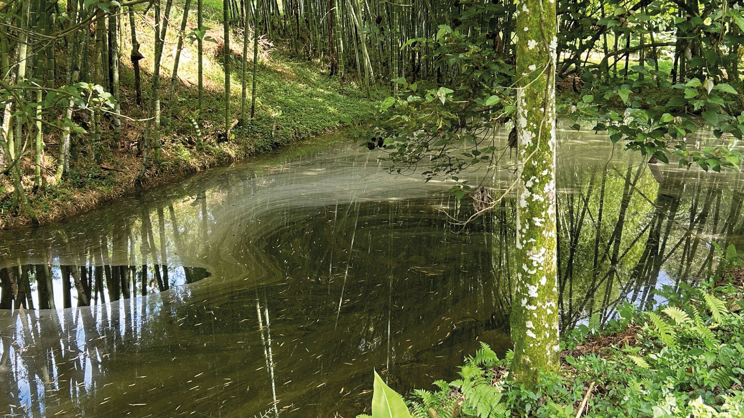 imagenCarruselPAnaca