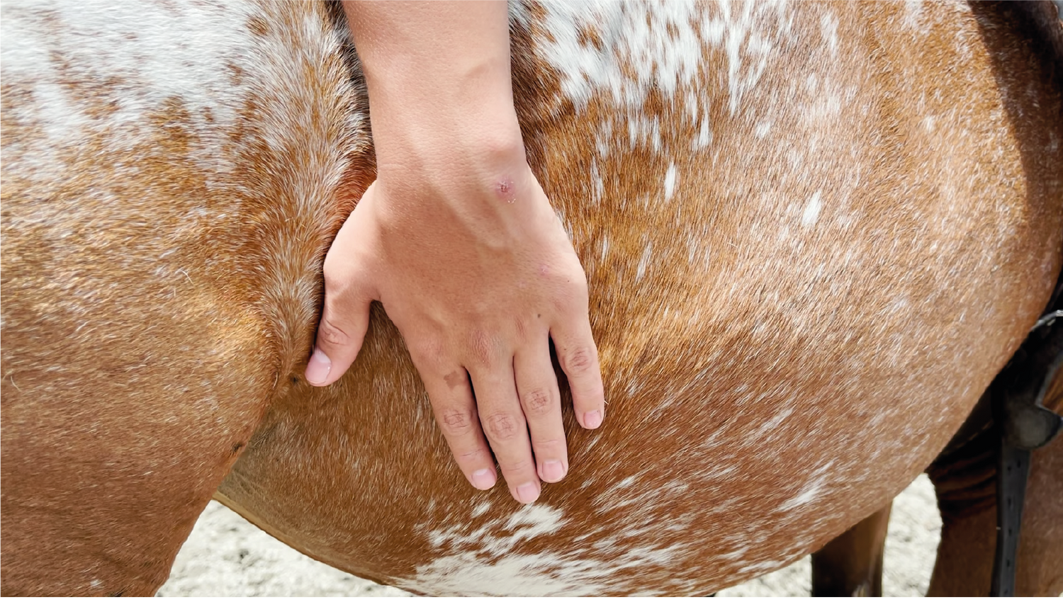 imagenCarruselPAnaca