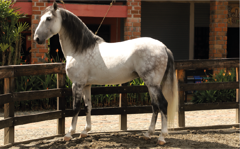 imagenCarruselPAnaca