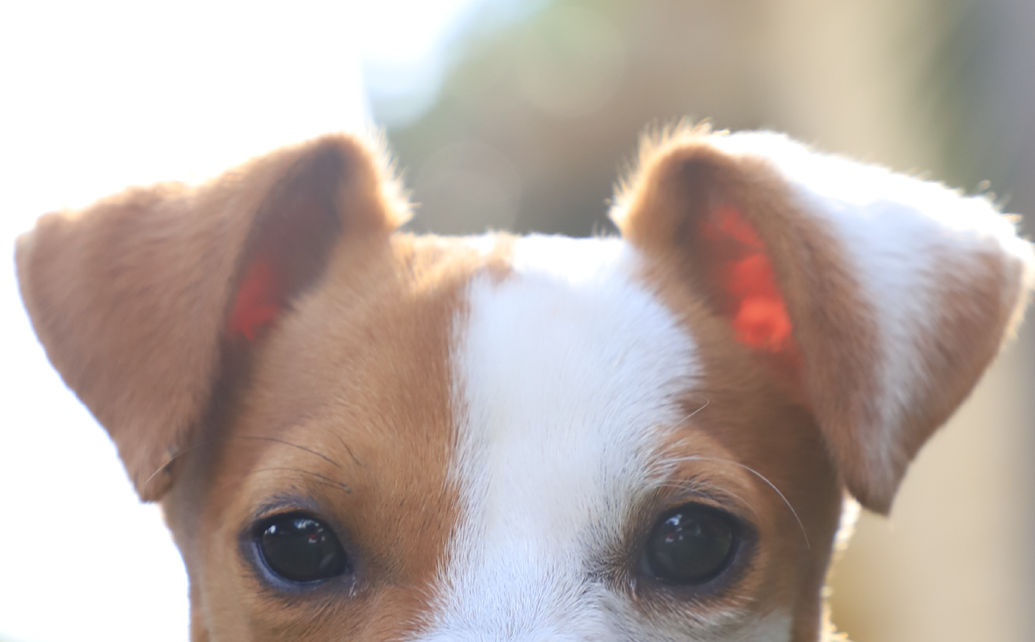 imagenCarruselPAnaca