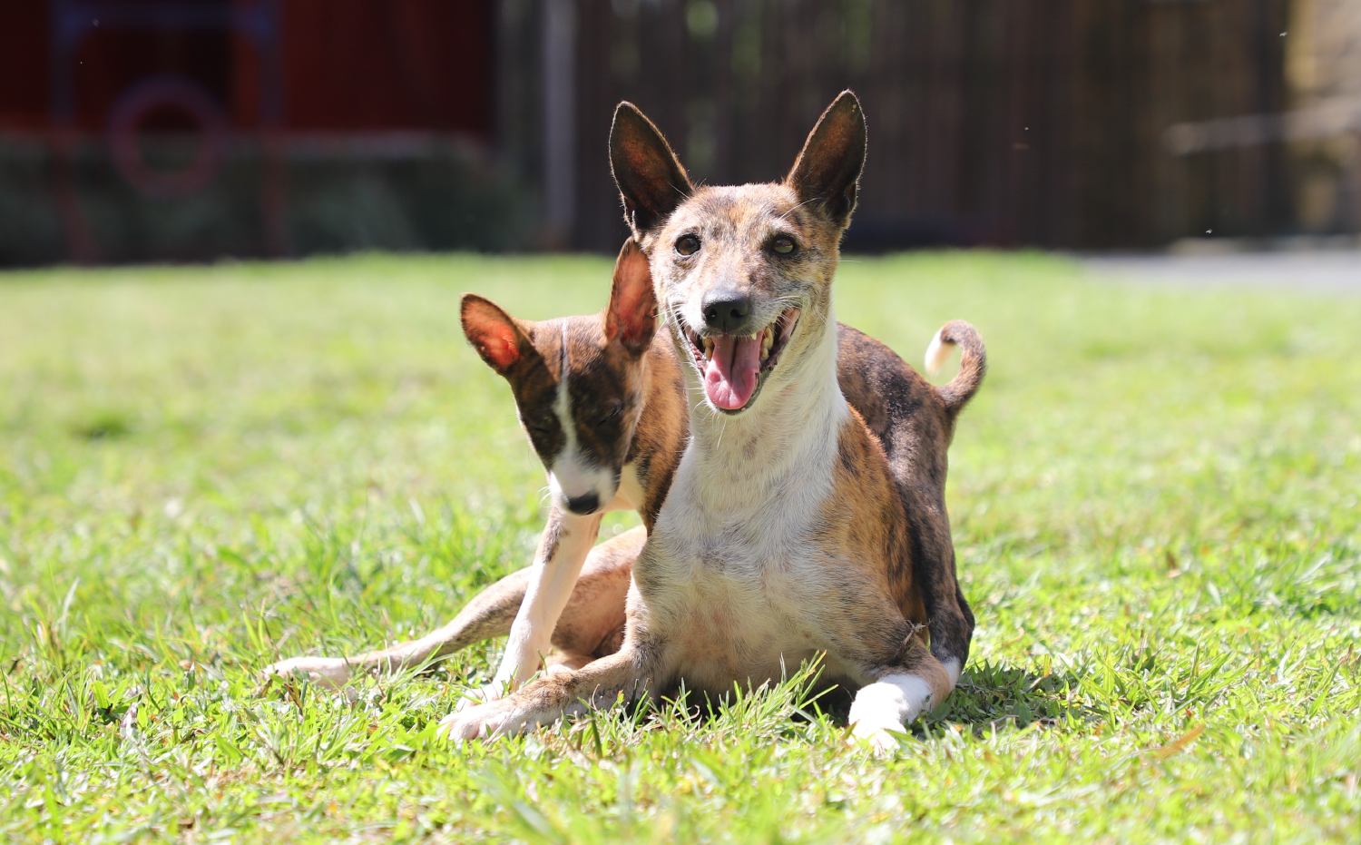 imagenCarruselPAnaca