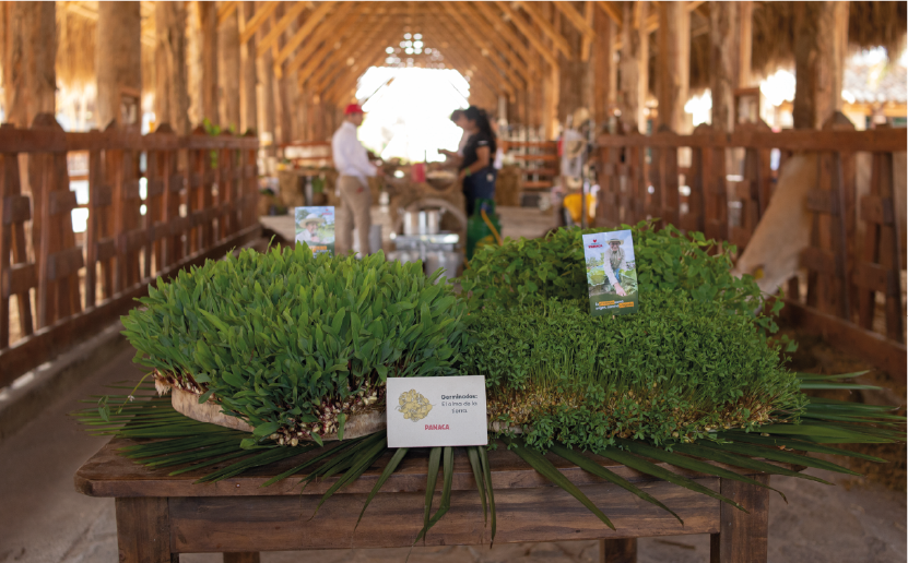 imagenCarruselPAnaca