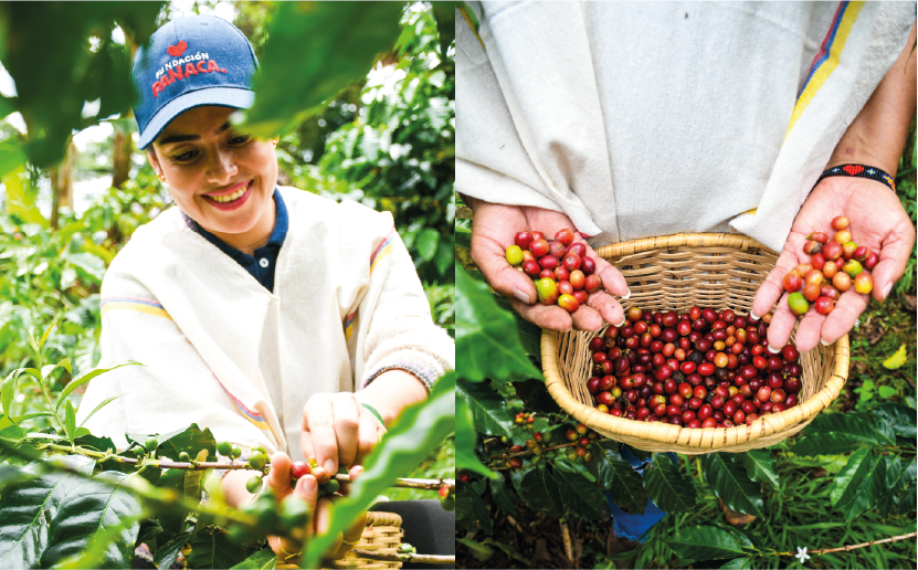 imagenCarruselPAnaca