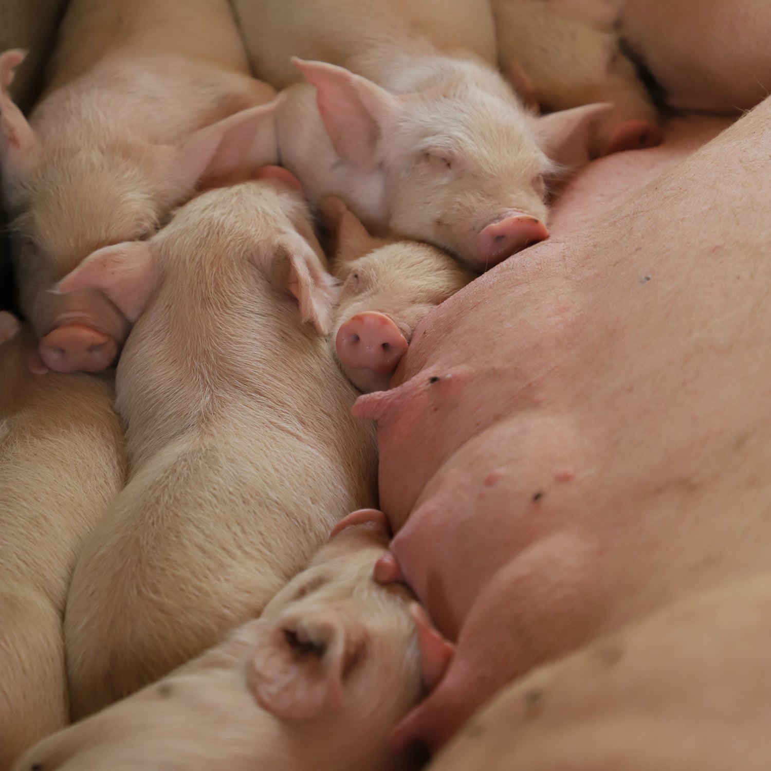 imagenCarruselPAnaca