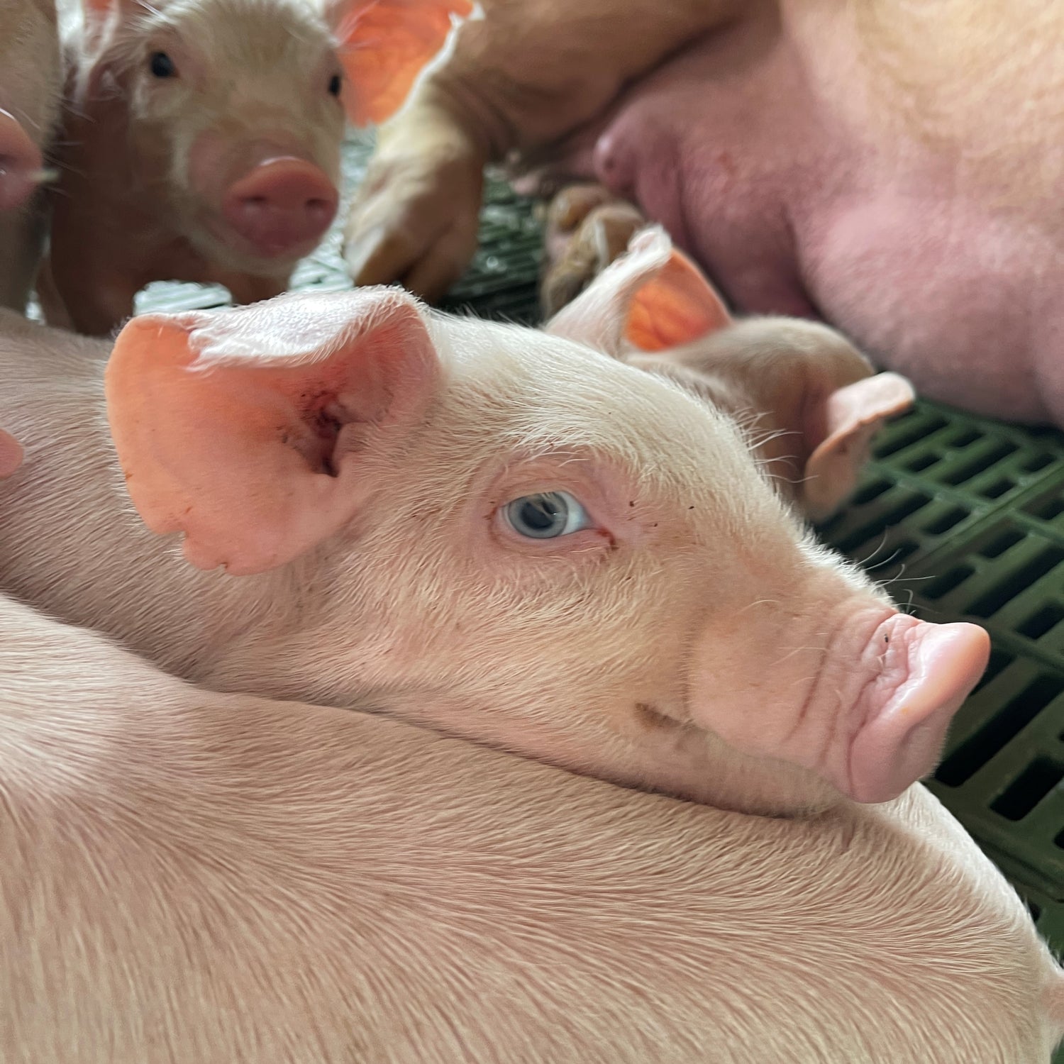 imagenCarruselPAnaca