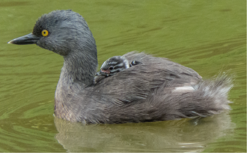 imagenCarruselPAnaca