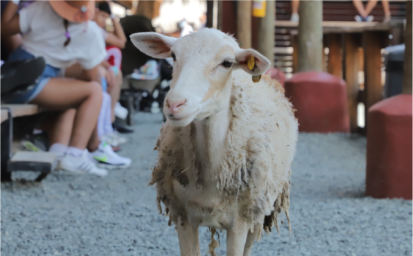 imagenCarruselPAnaca