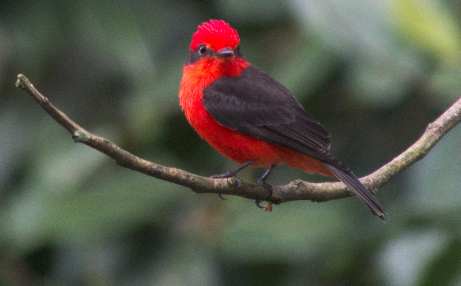 imagenCarruselPAnaca