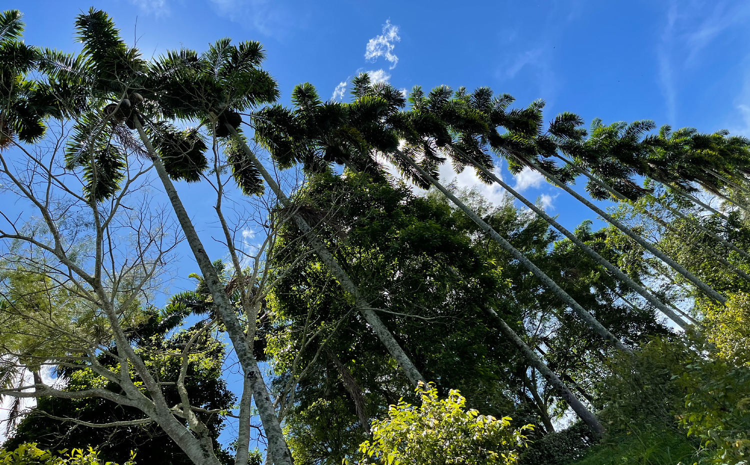 imagenCarruselPAnaca