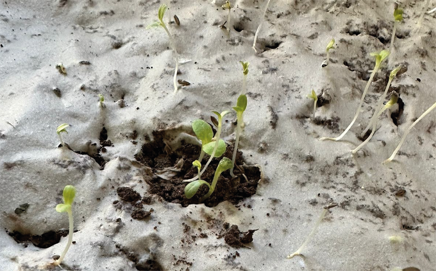 imagenCarruselPAnaca