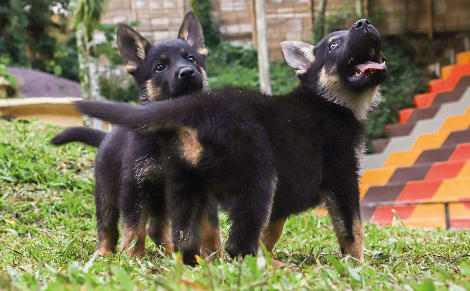 imagenCarruselPAnaca