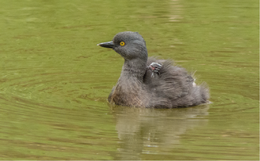 imagenCarruselPAnaca