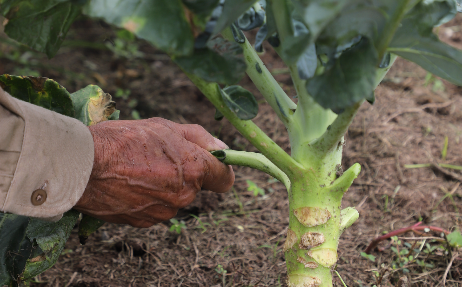 imagenCarruselPAnaca