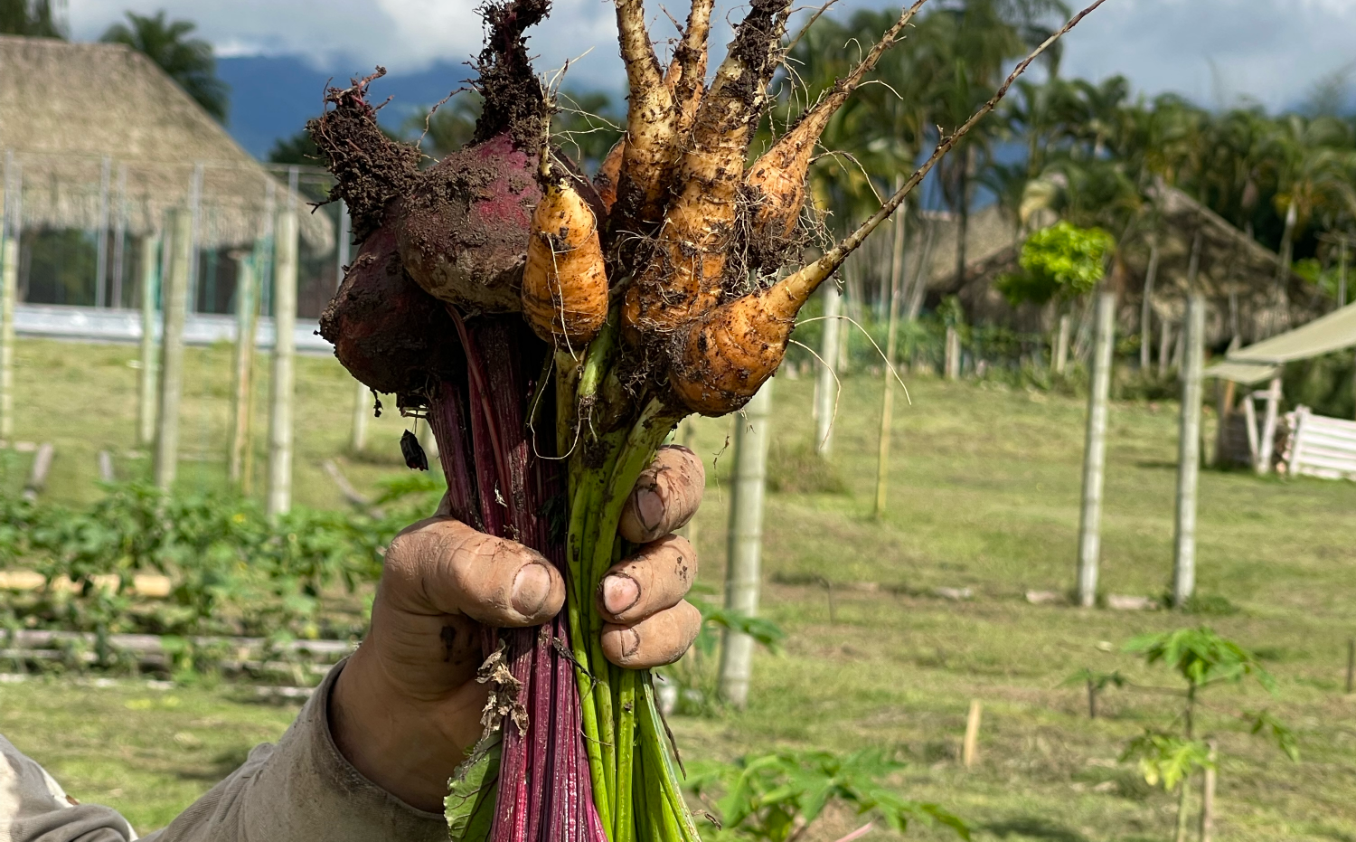 imagenCarruselPAnaca