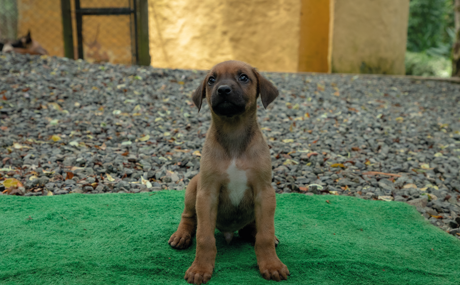 imagenCarruselPAnaca