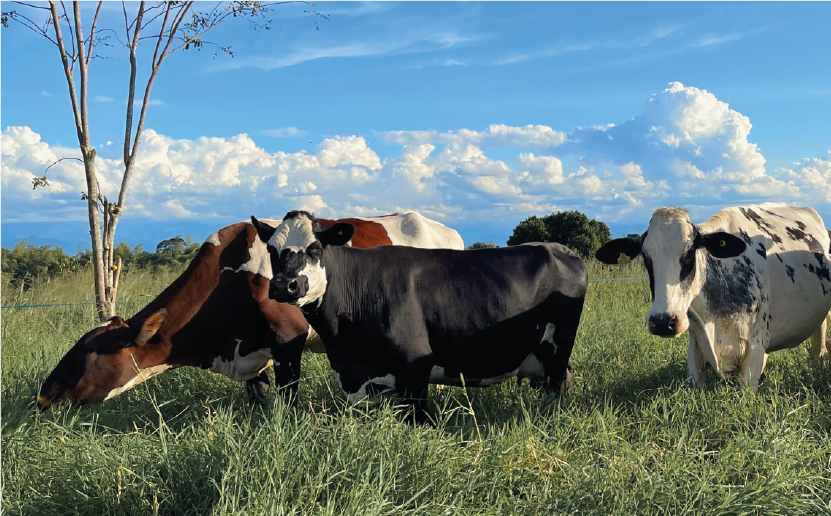 imagenCarruselPAnaca