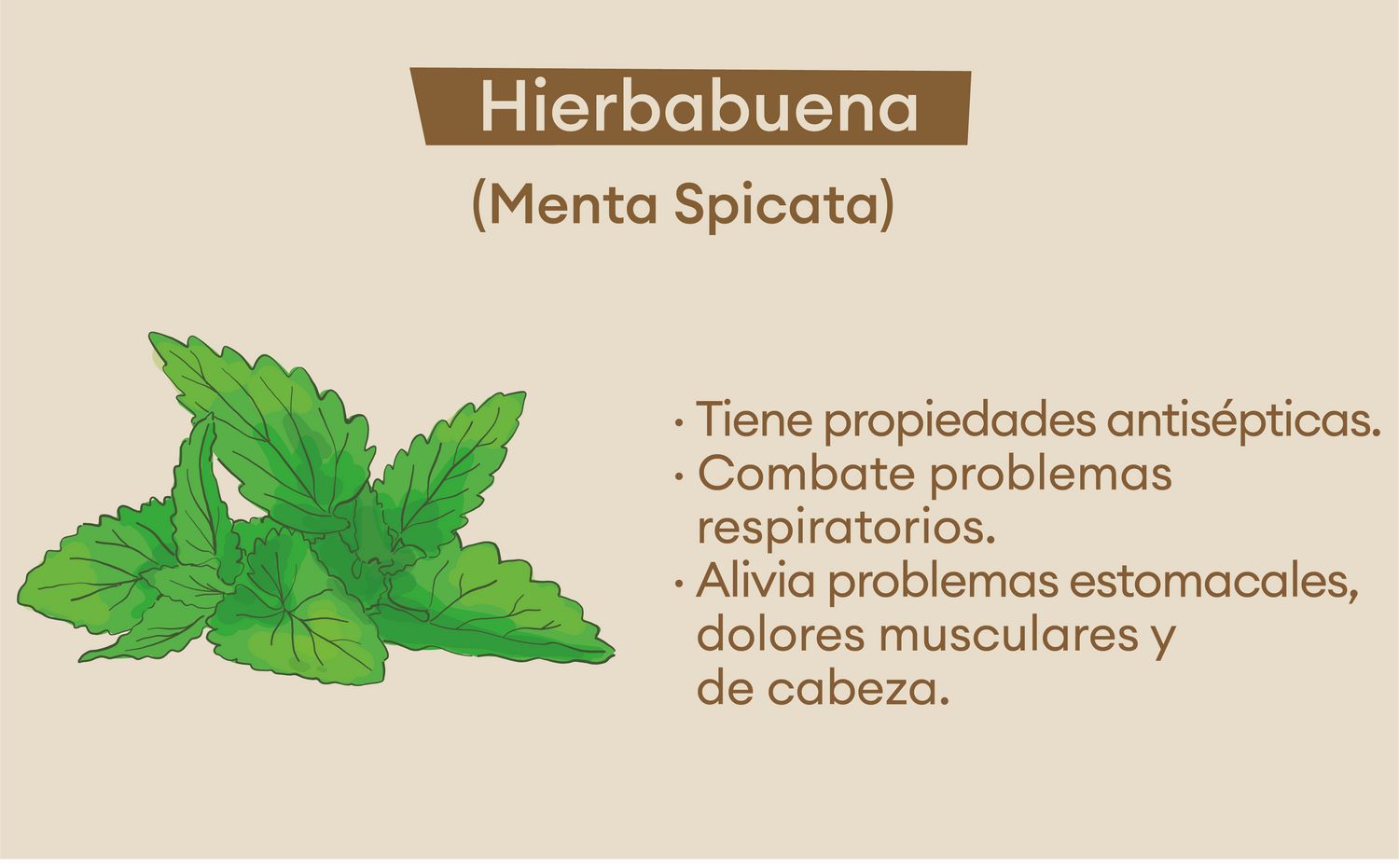 imagenCarruselPAnaca