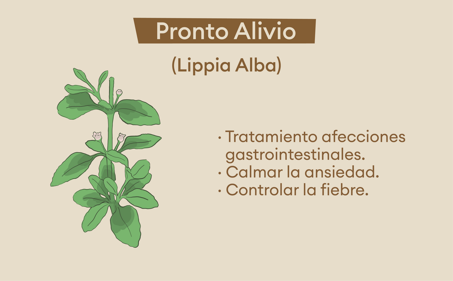 imagenCarruselPAnaca