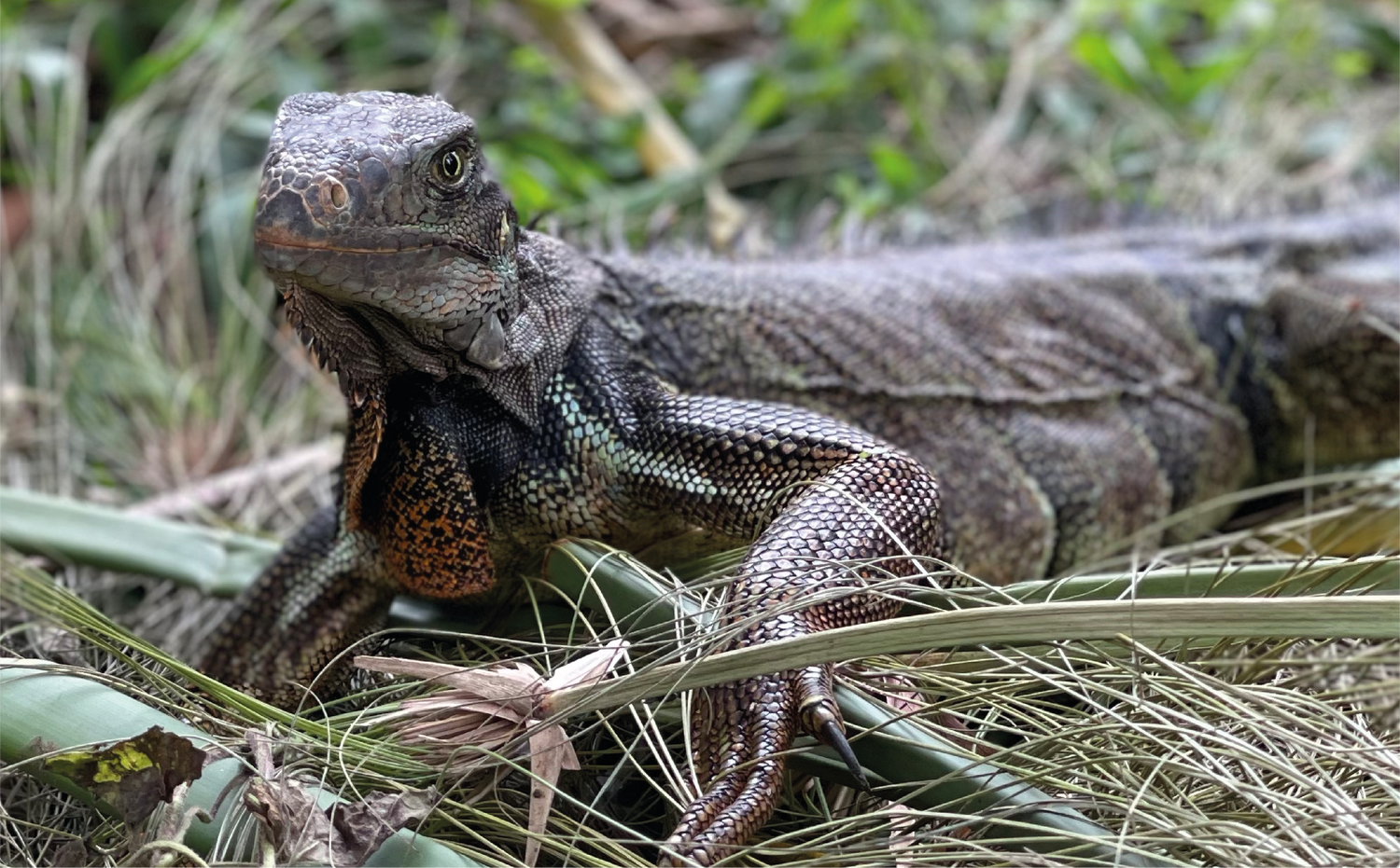 imagenCarruselPAnaca