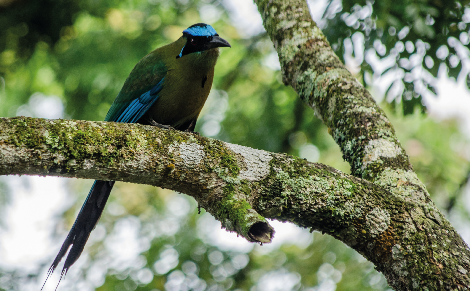 imagenCarruselPAnaca