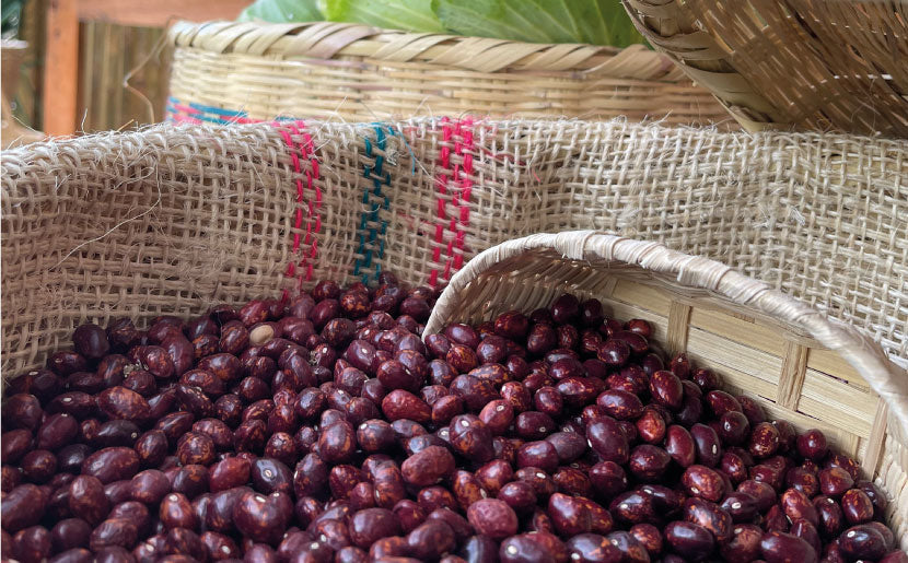 imagenCarruselPAnaca